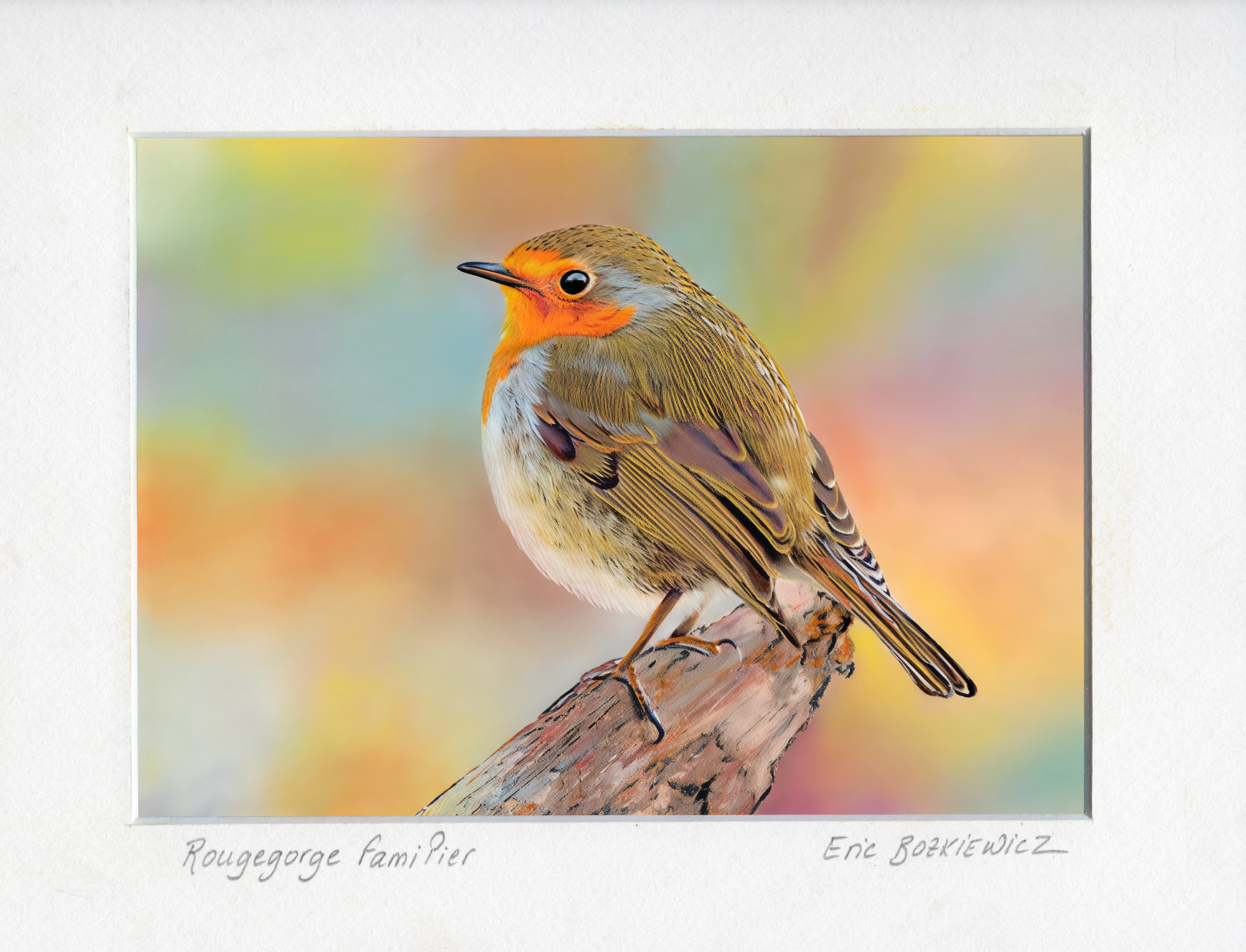 Rougegorge familier